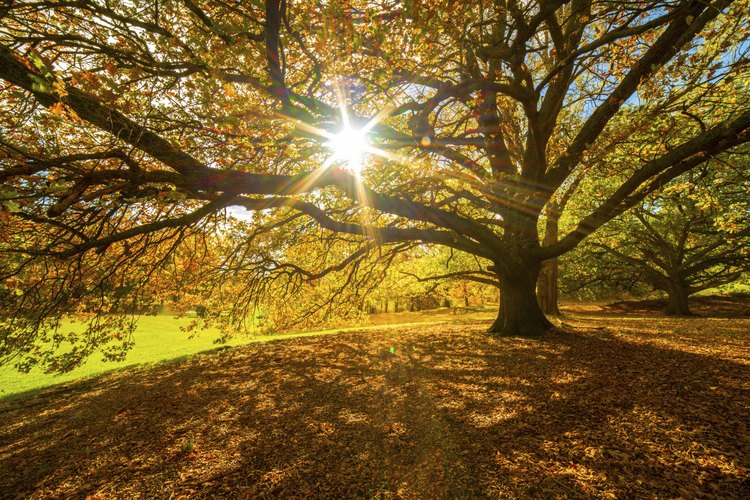 El árbol nacional de Estados Unidos