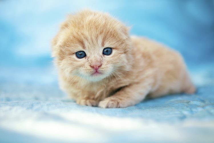 Hay muchas maneras de destetar a tus gatitos.