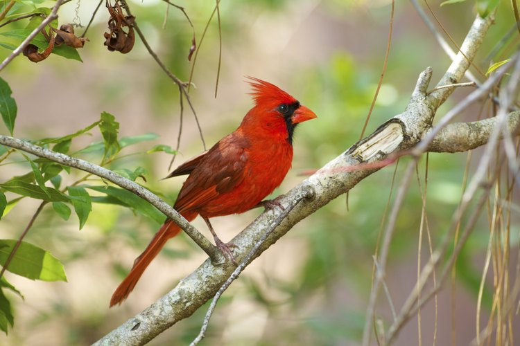Los cardenales están entre los pájaros que los entusiastas más desean atraer a sus jardines.