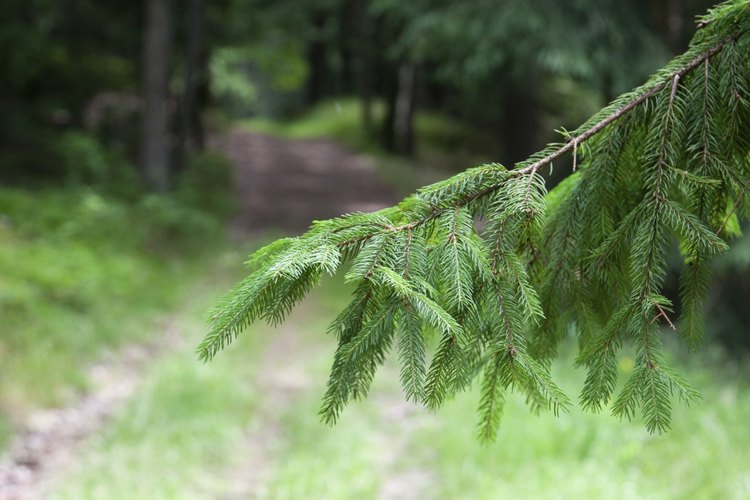 La rama de un árbol de abeto.
