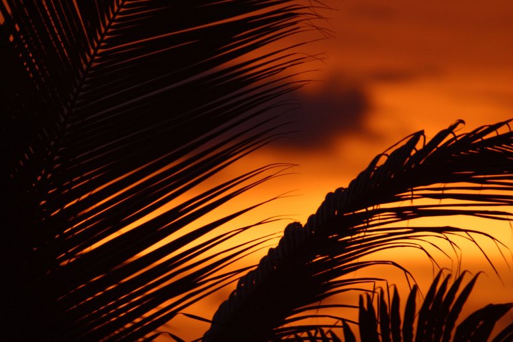 Los bosques tropicales caducifolios, a veces llamados bosques secos, son los bosques tropicales que experimentan una estación húmeda y una seca pronunciadas.
