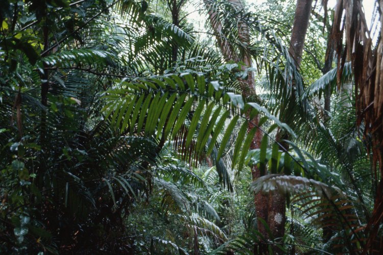 Los bosques tropicales en donde vive la tarántula azul colbalto están disminuyendo.