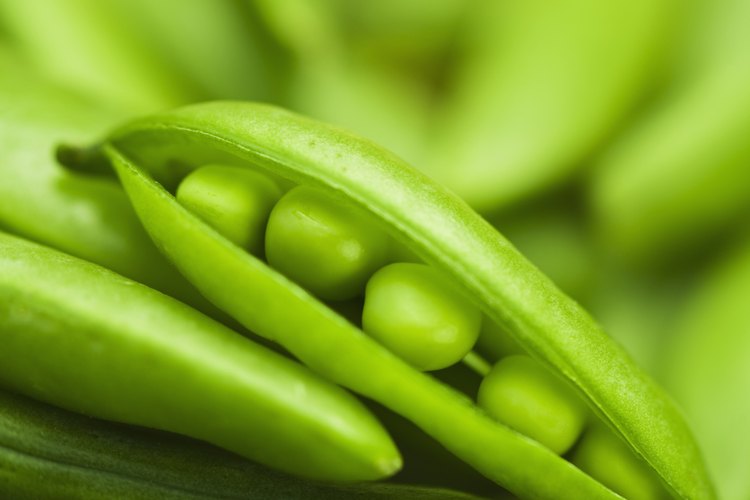 Mendel realizó sus famosos experimentos con plantas de chícharo.
