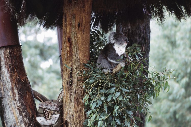 Los koalas y los humanos saborean las hojas de eucalipto en preparaciones.