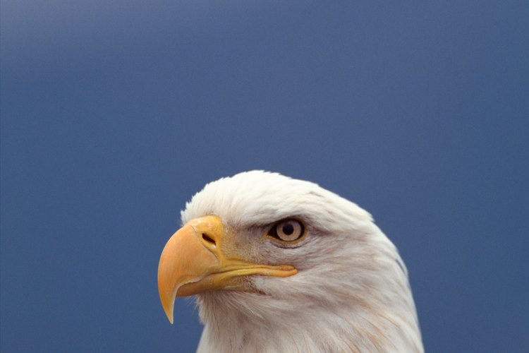 El águila es un poderoso representante del aire.