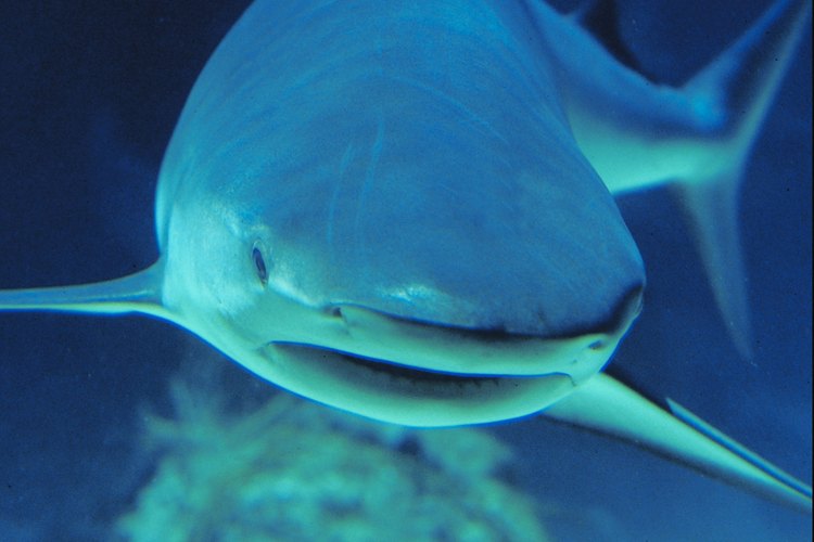 La mayoría de los tiburones viven en hábitats de agua salada.