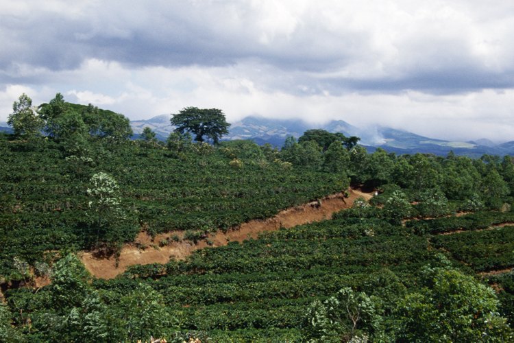 Plantación de café.