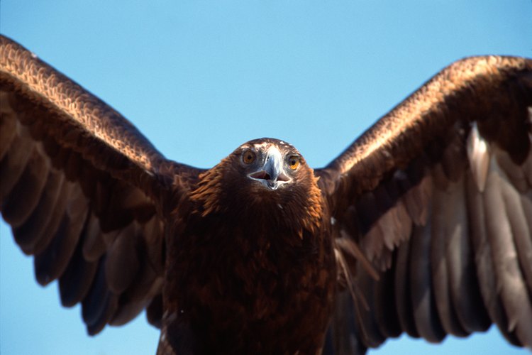 El águila dorada se encuentra en partes del oeste de Norteamérica.