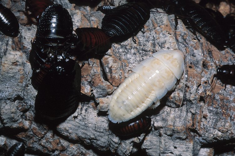 Las larvas son formas jóvenes de escarabajos y otros insectos.