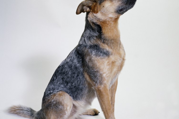 Debido a que fueron criados como perros de trabajo, capaz de reunir el ganado vacuno y ovino, los cachorros y adultos blue heeler son enérgicos y atléticos.