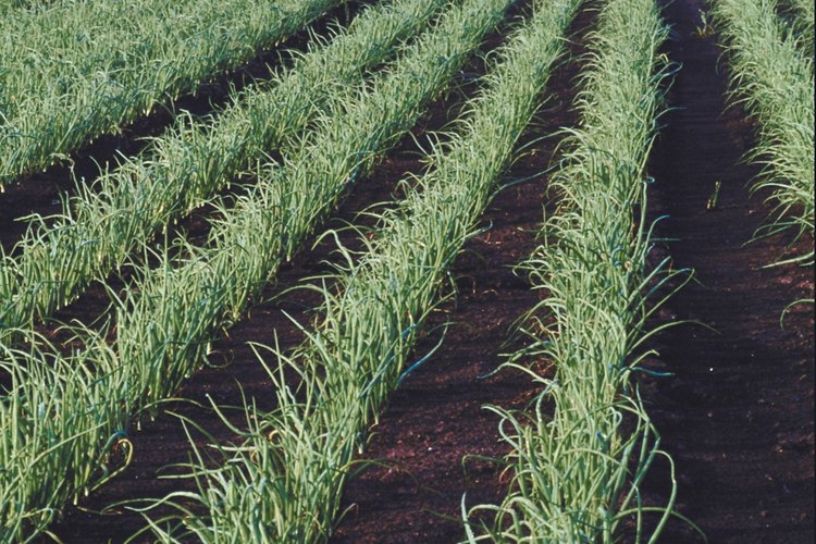 Las papas y cebollas, deberían ser cultivadas únicamente para tu propio uso.