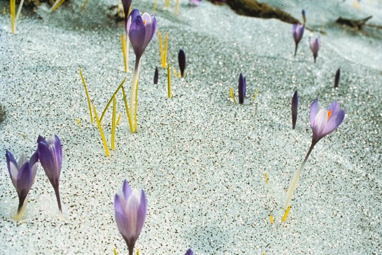 El azafrán es la primera flor en primavera y una variedad caída ofrece color a finales del otoño.