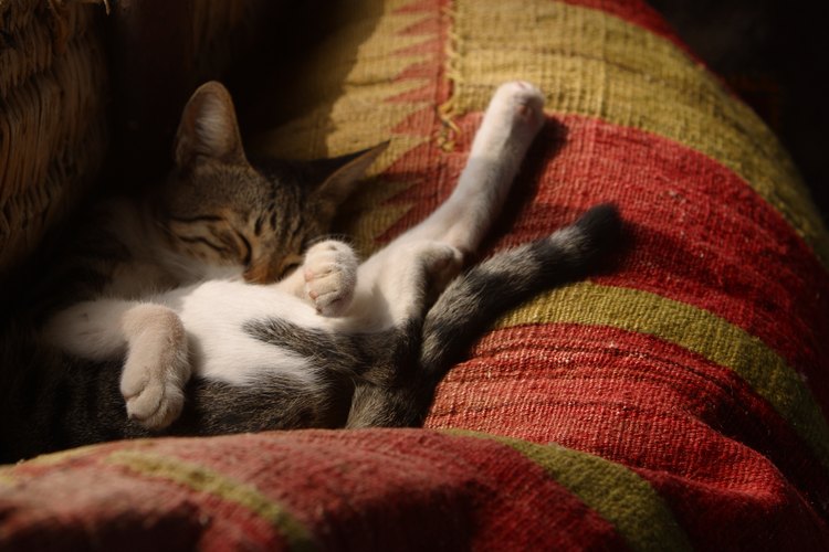 A los gatos les gusta dormitar más que dormir por largos periodos de tiempo.