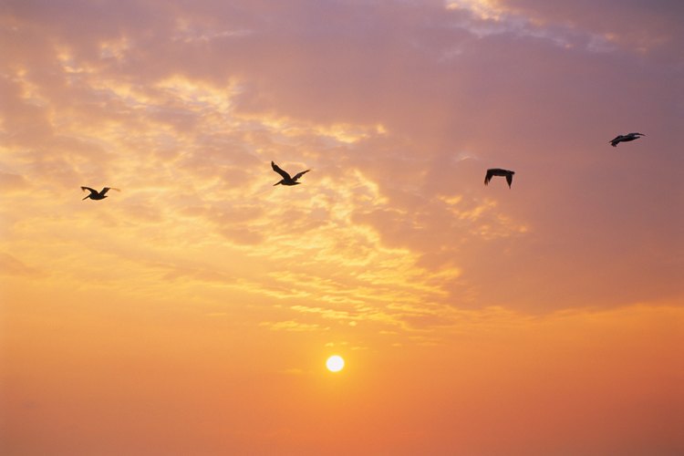 Las alondras cantan durante el vuelo.