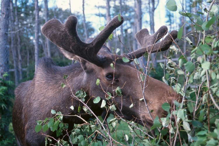 Una reserva de vida silvestre proporciona un refugio seguro para todo tipo de animales.