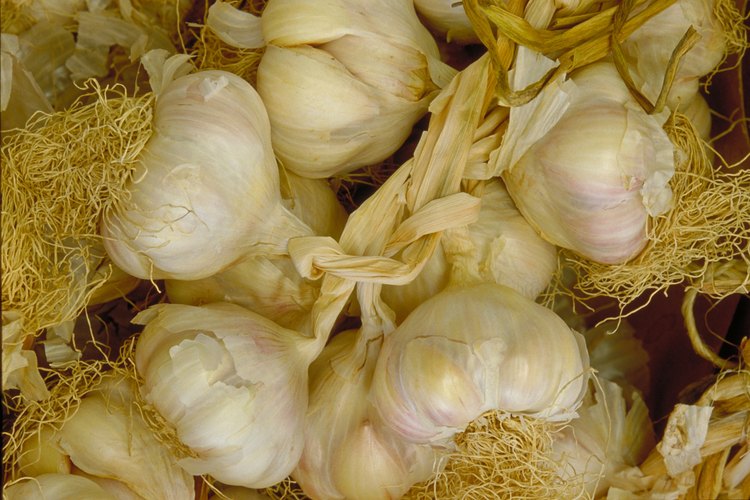 Los bulbos de ajo necesitan un ciclo de plantación completo para madurar.