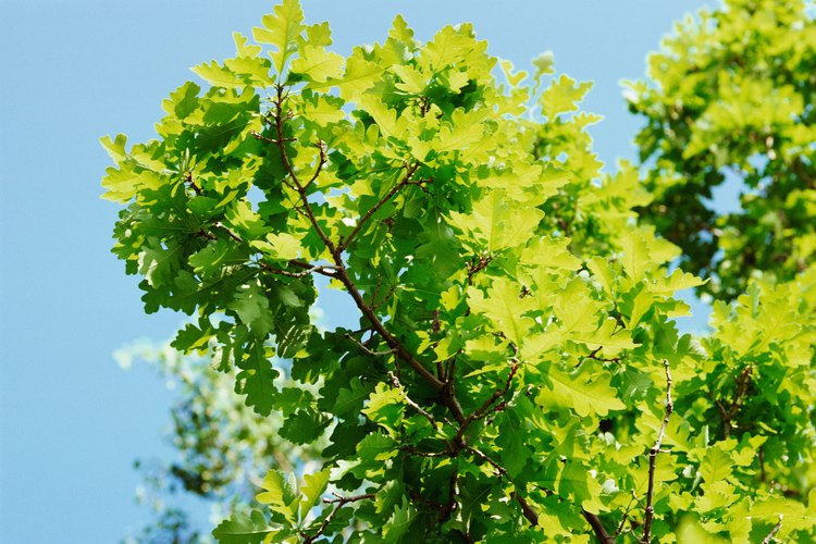 Los robles son miembros del género quercus.