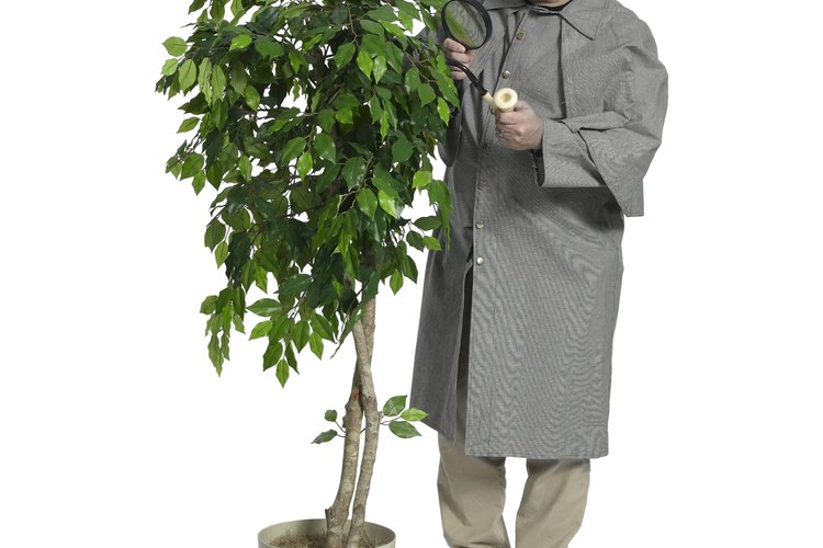 Puedes necesitar rehidratar tu ficus interior.