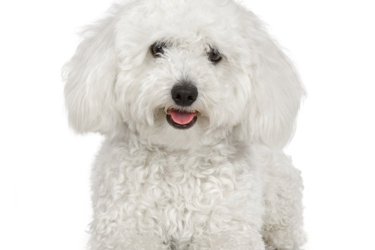 Bichón Frisé.