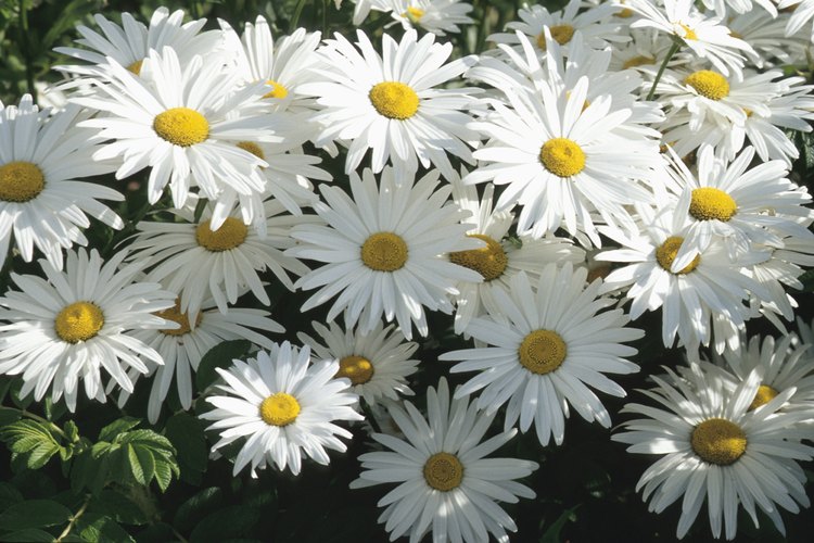 Prueba con 30 de sus flores favoritas.