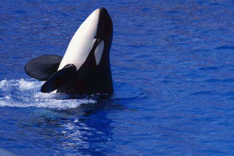 Hay quien ha llegado a ver a las orcas en el río Támesis, en Inglaterra.
