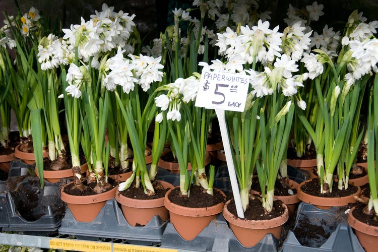 Bulbos de narcisos blancos y fragantes floreciendo en pequeñas macetas.