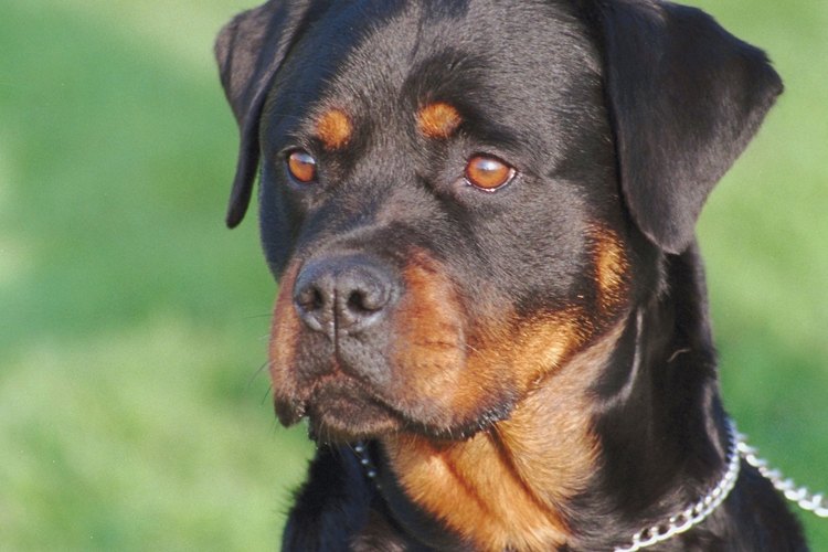 Los rottweilers estadounidenses y alemanes son el mismo tipo de perro.