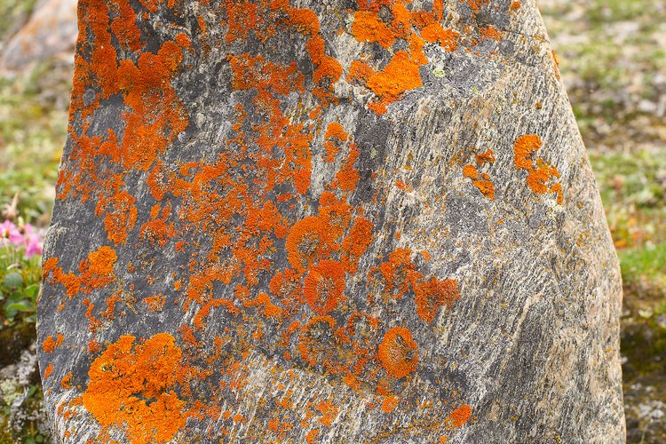 Algunas plantas de lento crecimiento y trepadoras pueden vivir en la tundra de alta montaña.