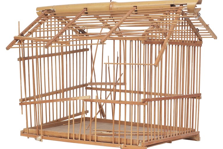 Los diseños de jaulas de pajaros están disponibles en Internet.