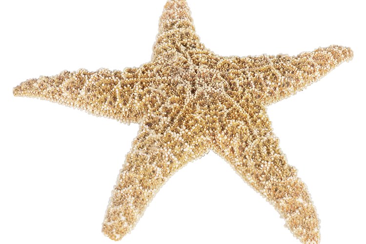 Las estrellas de mar pueden contribuir a la decoración costera de una casa.