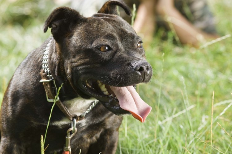 Encuentra más información sobre pitbulls determinando su raza.