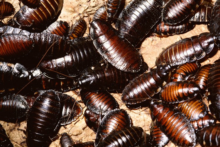 Las cucarachas siseantes son una mascota común.