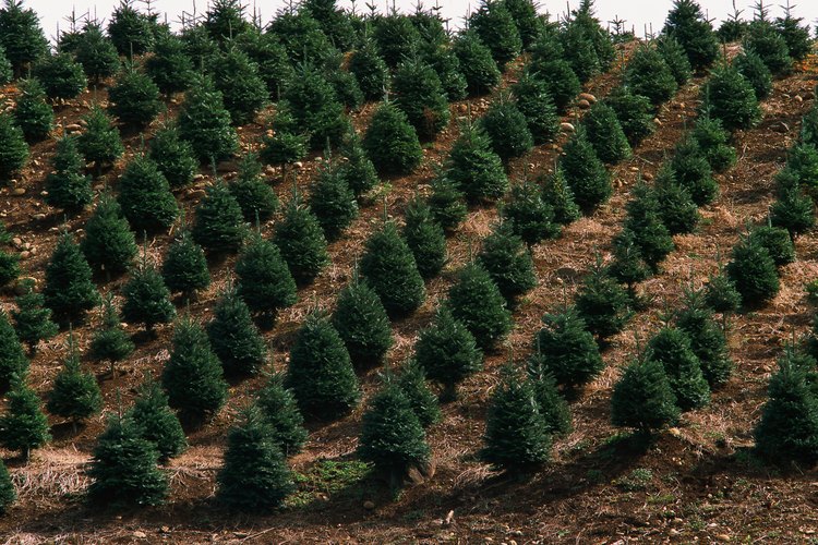 La tuya puede ser un arbusto o un árbol de gran tamaño.