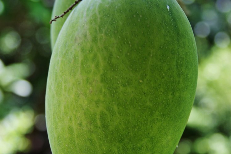Al cultivar un árbol de mango a partir de las semillas producirá frutos de cinco a ocho años después de que germine.