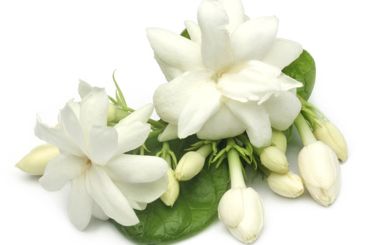 Las gardenias jazmín del cabo son flores perennes.