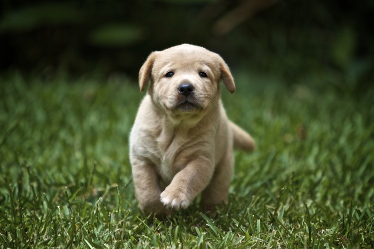Los cachorros son más susceptibles a la salmonella.