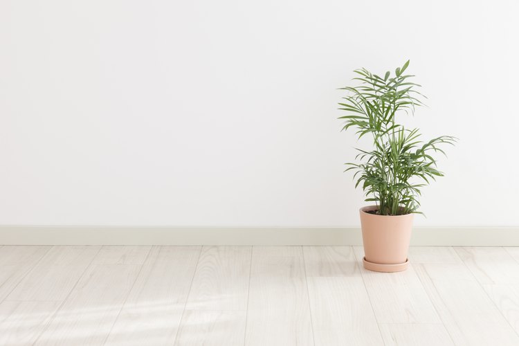 Una palmera kentia en el suelo de una casa.