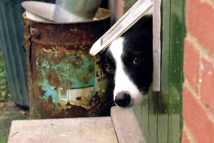 Construye una puerta para que tu perro pueda salir y entrar libremente.