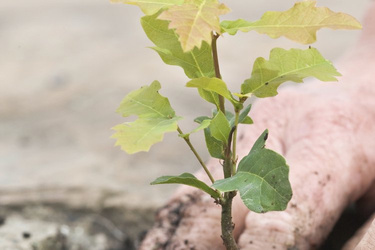 Manos plantando un árbol de roble.