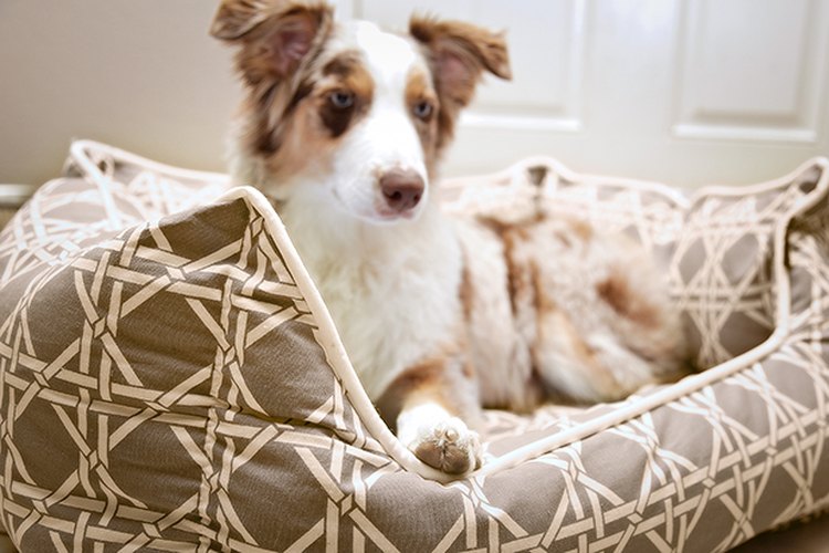 A tu perro le encantará dormir en su cama cómoda y elegante.
