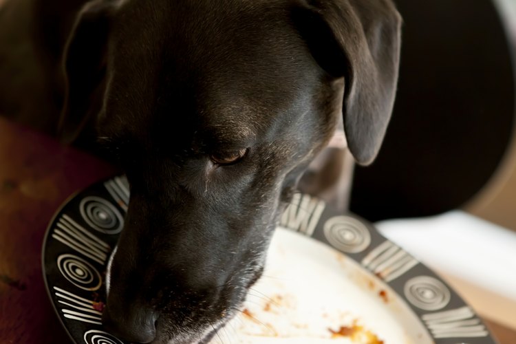 La pasta puede saciar el apetito de tus mascotas de manera segura.