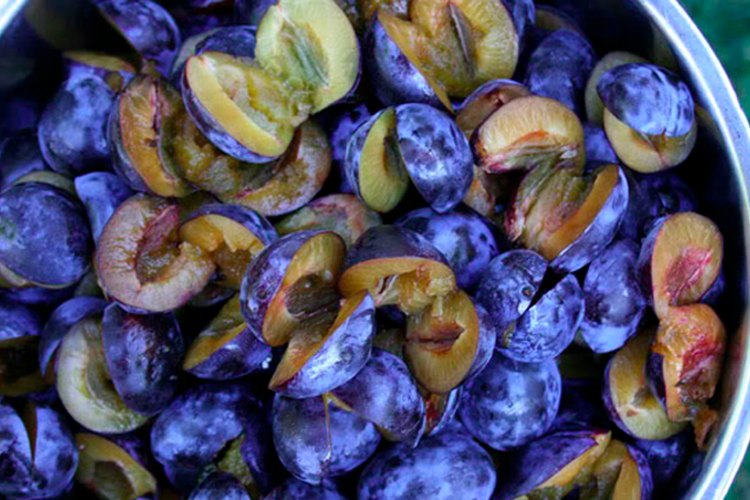 Las ciruelas son fáciles de cosechar y conservar.