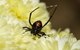 Common West Virginia Spiders