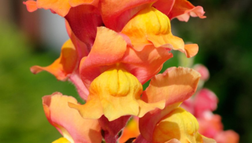 The snapdragon is a feature of British gardens.