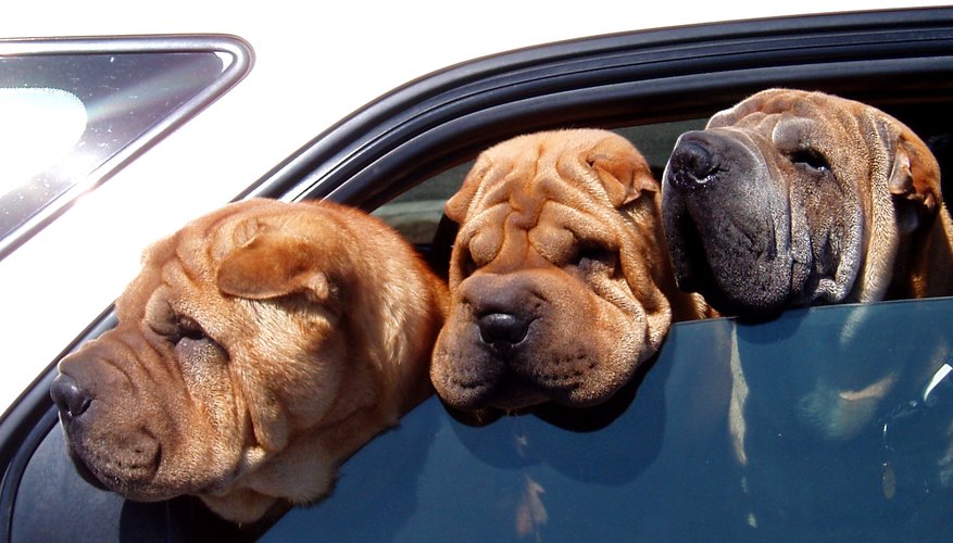 Dogs in car