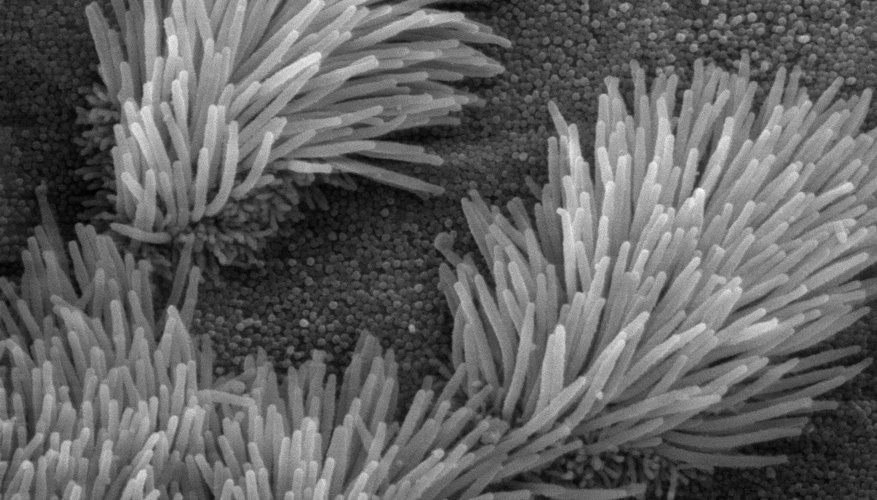 Scanning electron microscope image of cilia in lungs (public domain)