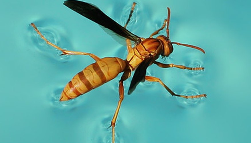 Paper Wasp in Pool