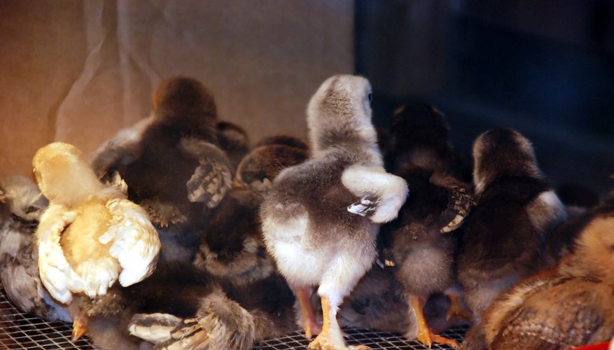 How long does it take for baby chickens to open their eyes eHow UK