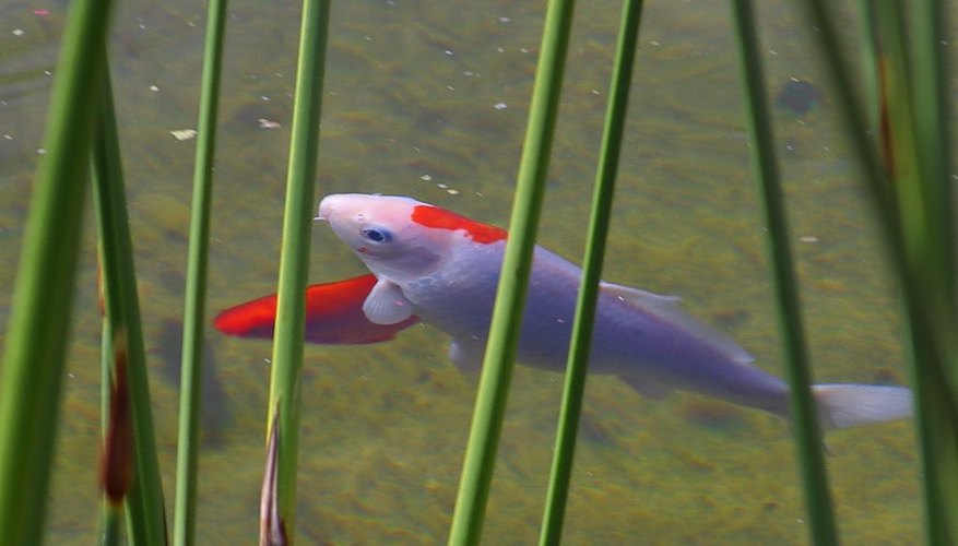 Fish breathe at the bottom of the pond.