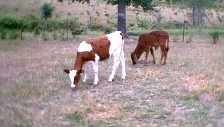 Calves recovering from scours